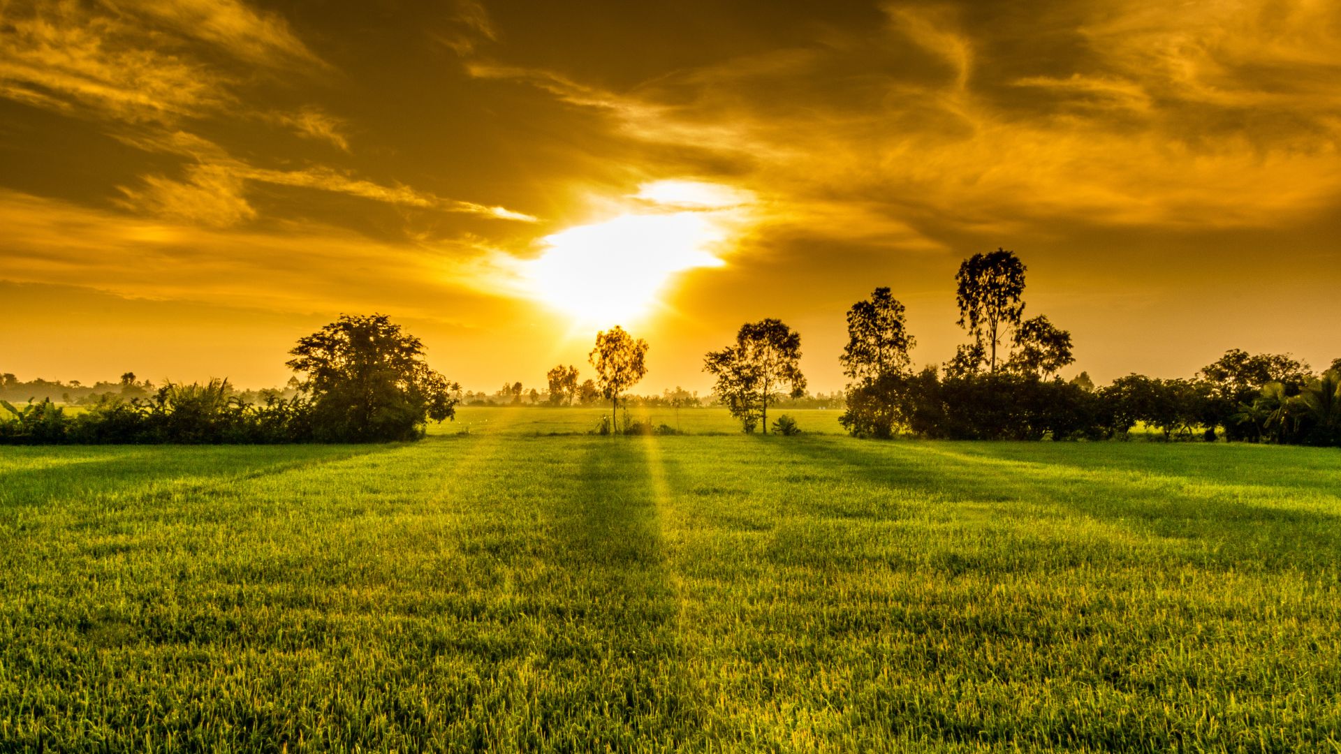 Criação de sites para agronegócio e tecnologia no campo