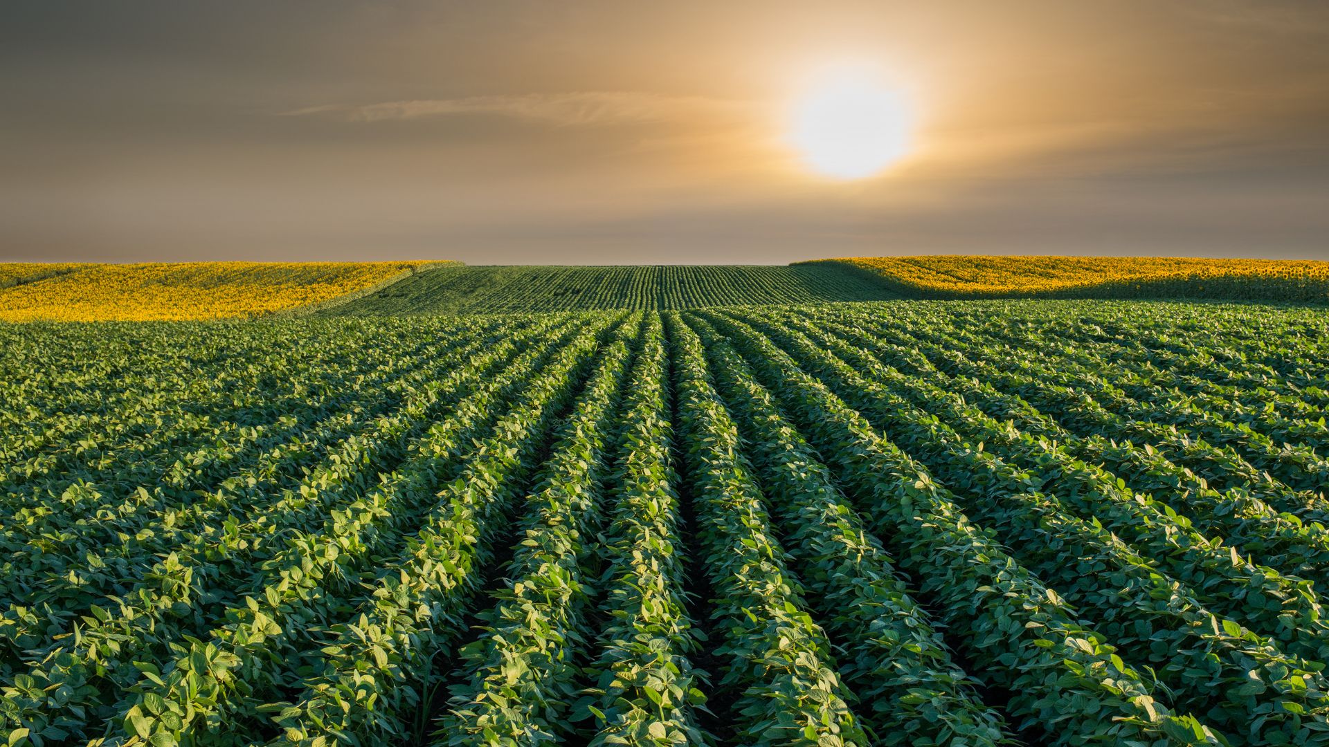 Inovação e tecnologia para o produtor rural