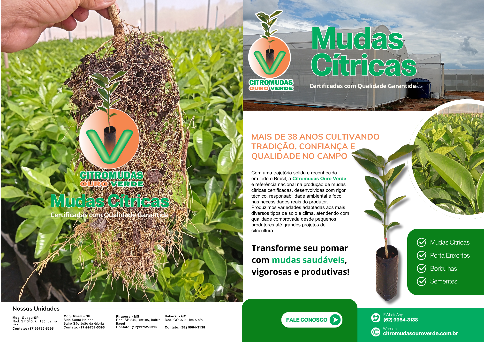 Porta enxerto Limão Cravo