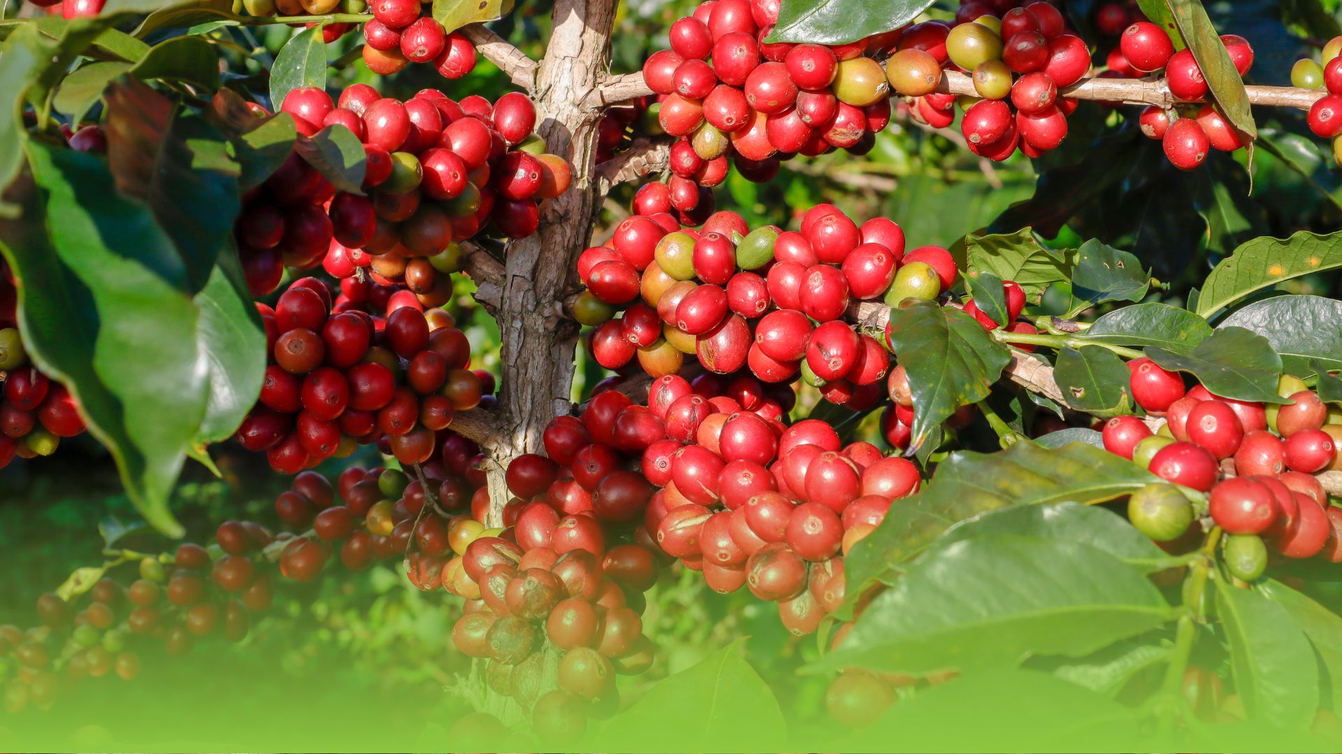 Campo Verde Bandejas